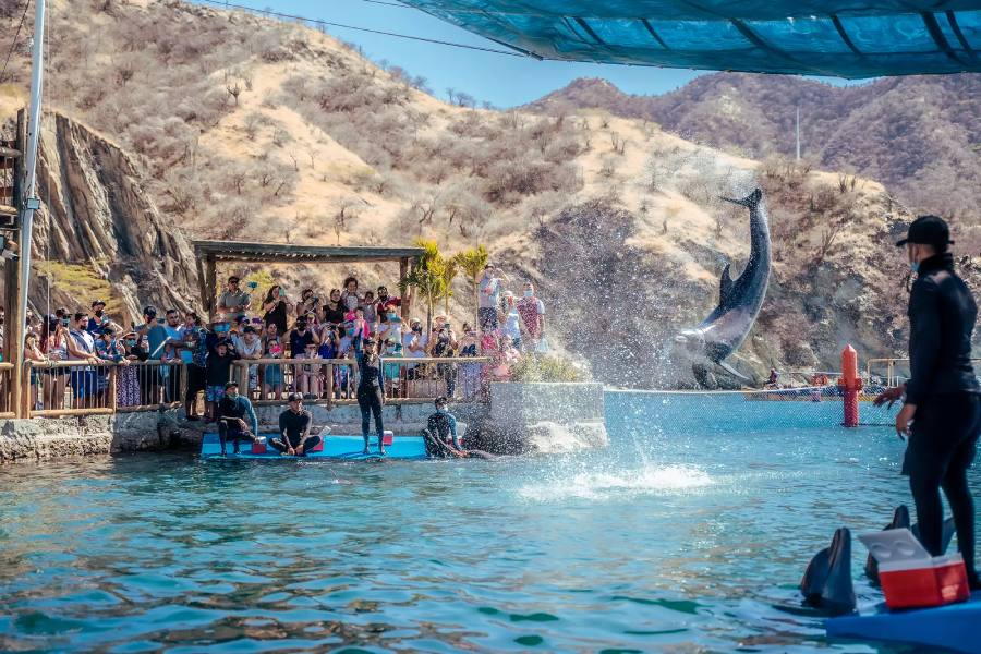 Show de Delfines Acuario Rodadero